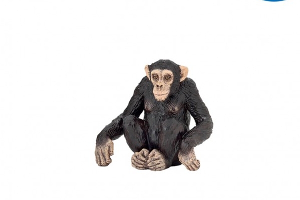 Chimpanzee - Image 2