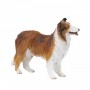 Collie Dog