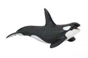 KILLER-WHALE-56000.jpg