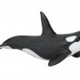 Killer Whale