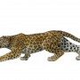 Leopard 1