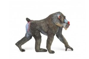 MANDRILL-50121.jpg