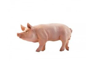 PIG-51044.jpg