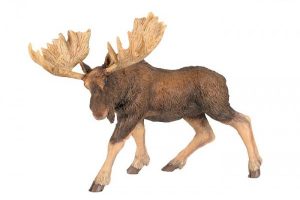 MOOSE-50065.jpg