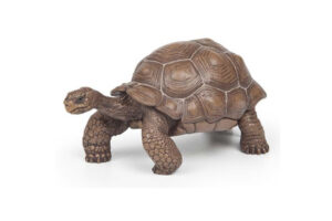 PAPO Galapagos Tortoise