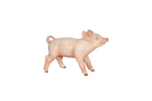 PAPO Piglet