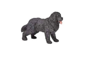 PAPO Newfoundland Terrier