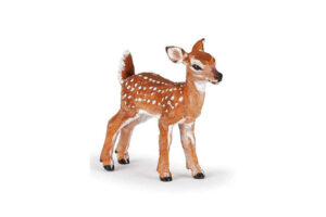Canadian White-Tailed Fawn
