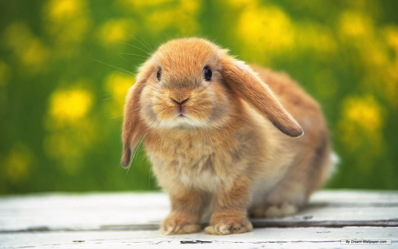 bunnies-bunny-rabbits-16437969-1280-800