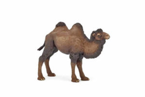 Camel